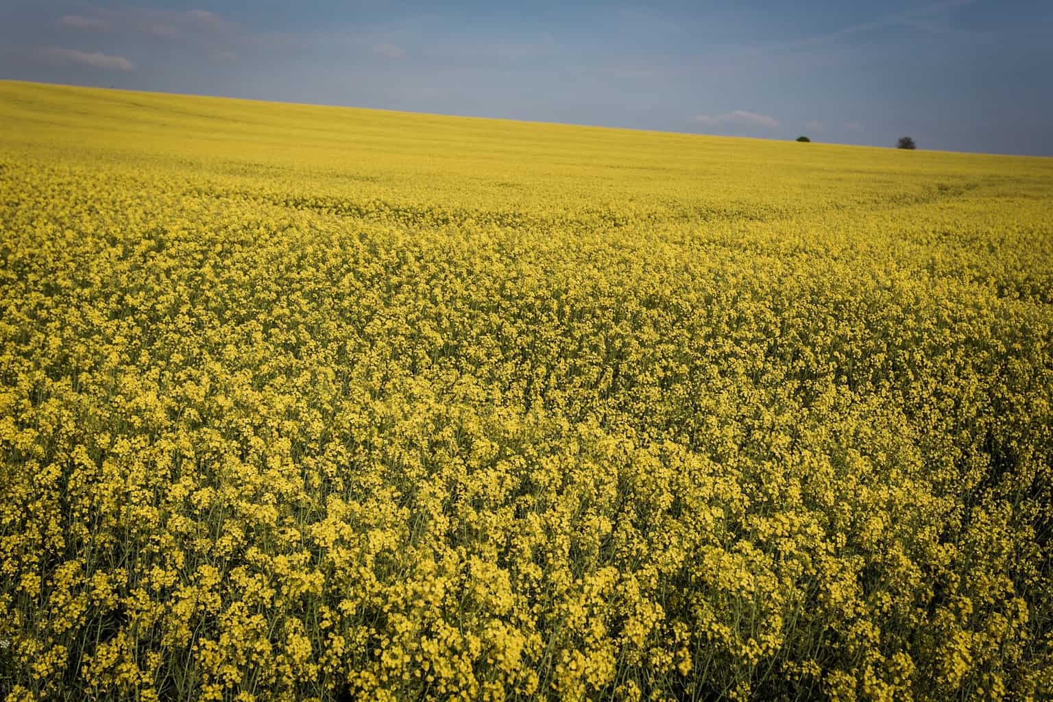  Bright vibrant yellow fields - Rick McEvoy - Dorset Photographer 