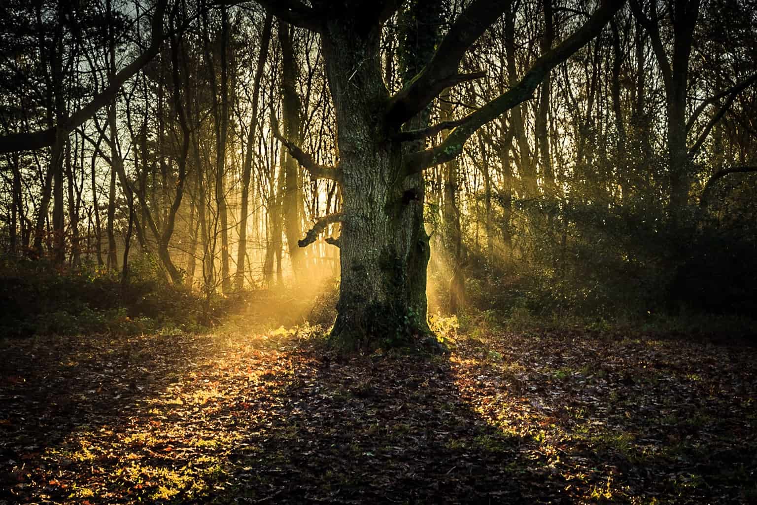  Tree by Rick McEvoy - fine art landscape photographer in Poole 