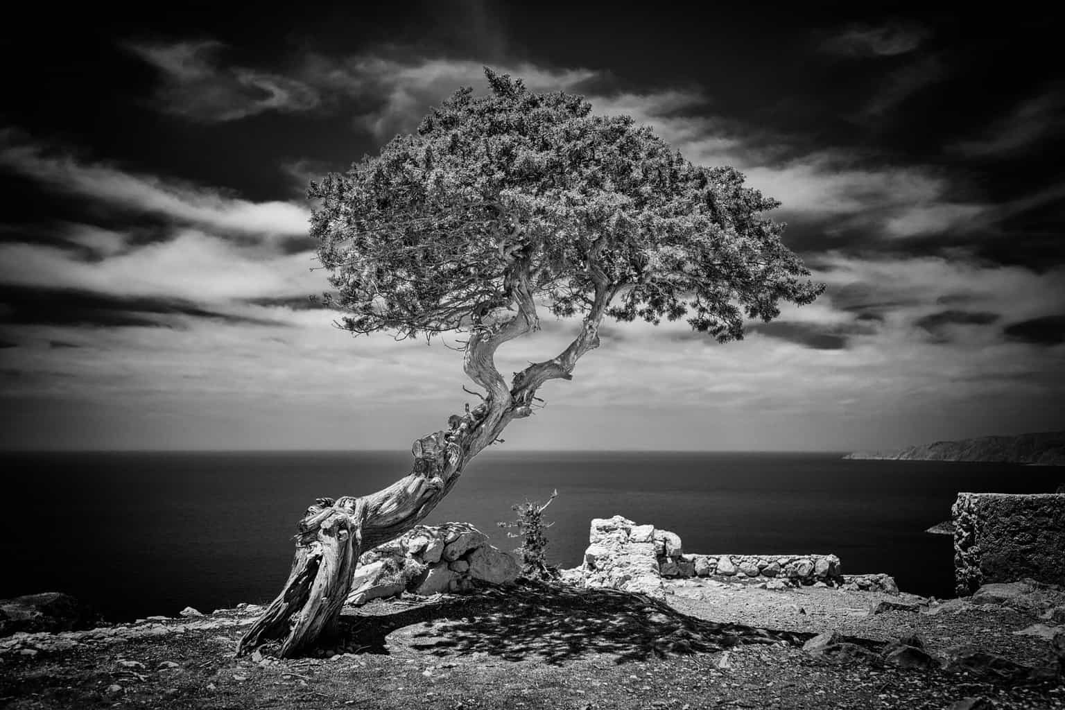  Tree. Monolithos. Rhodes. Greece.  