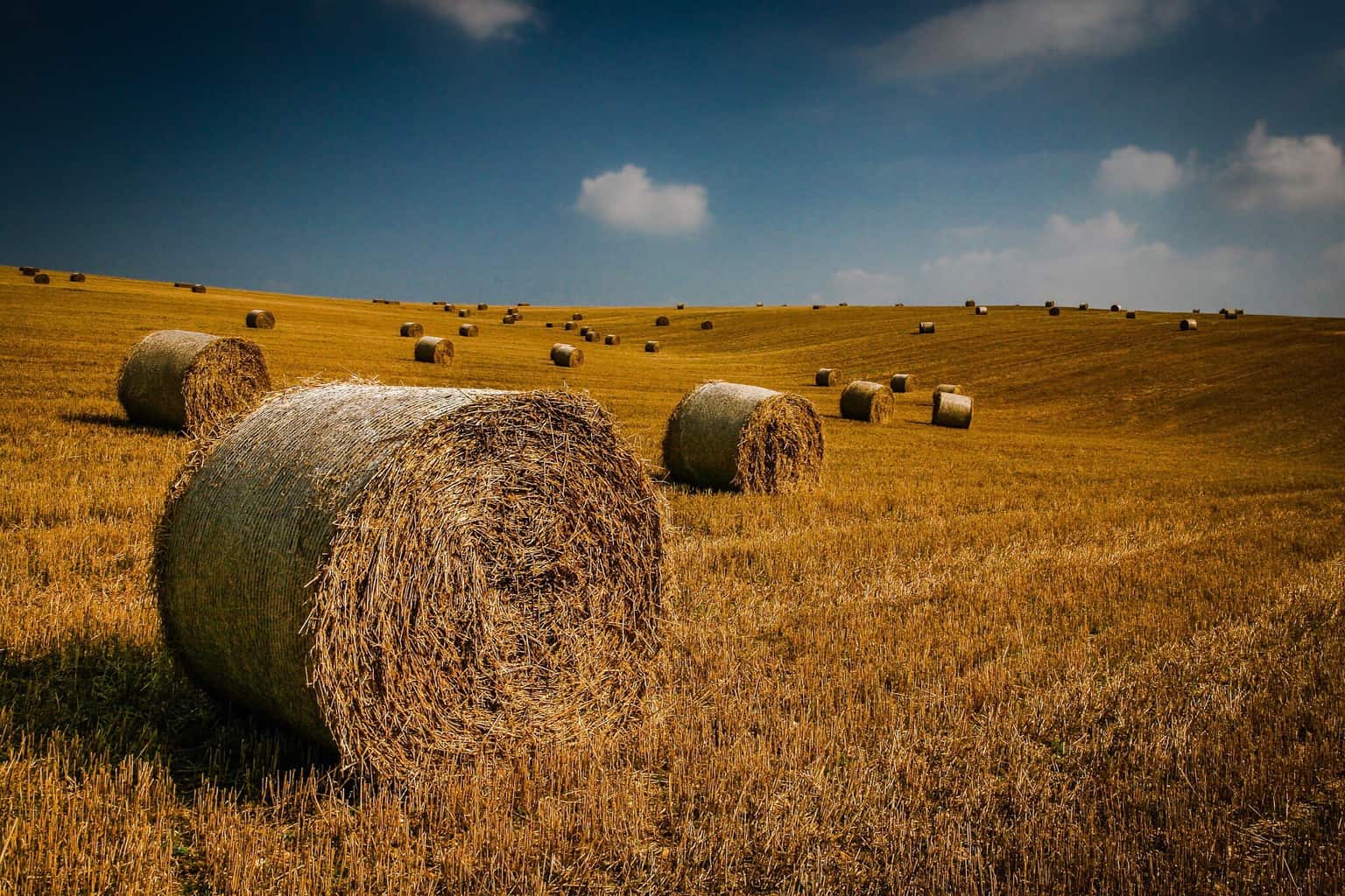 A classic Dorset view, hay bales in golden light under a lovely blue ...
