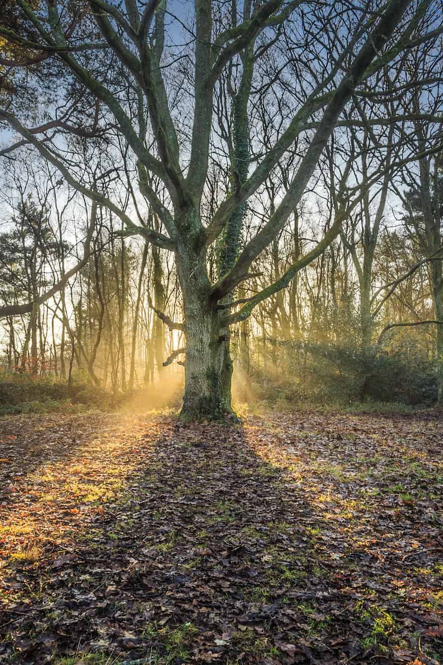  Picture of a tree in Delph Woods - landscape photography in Poole by Rick McEvoy 