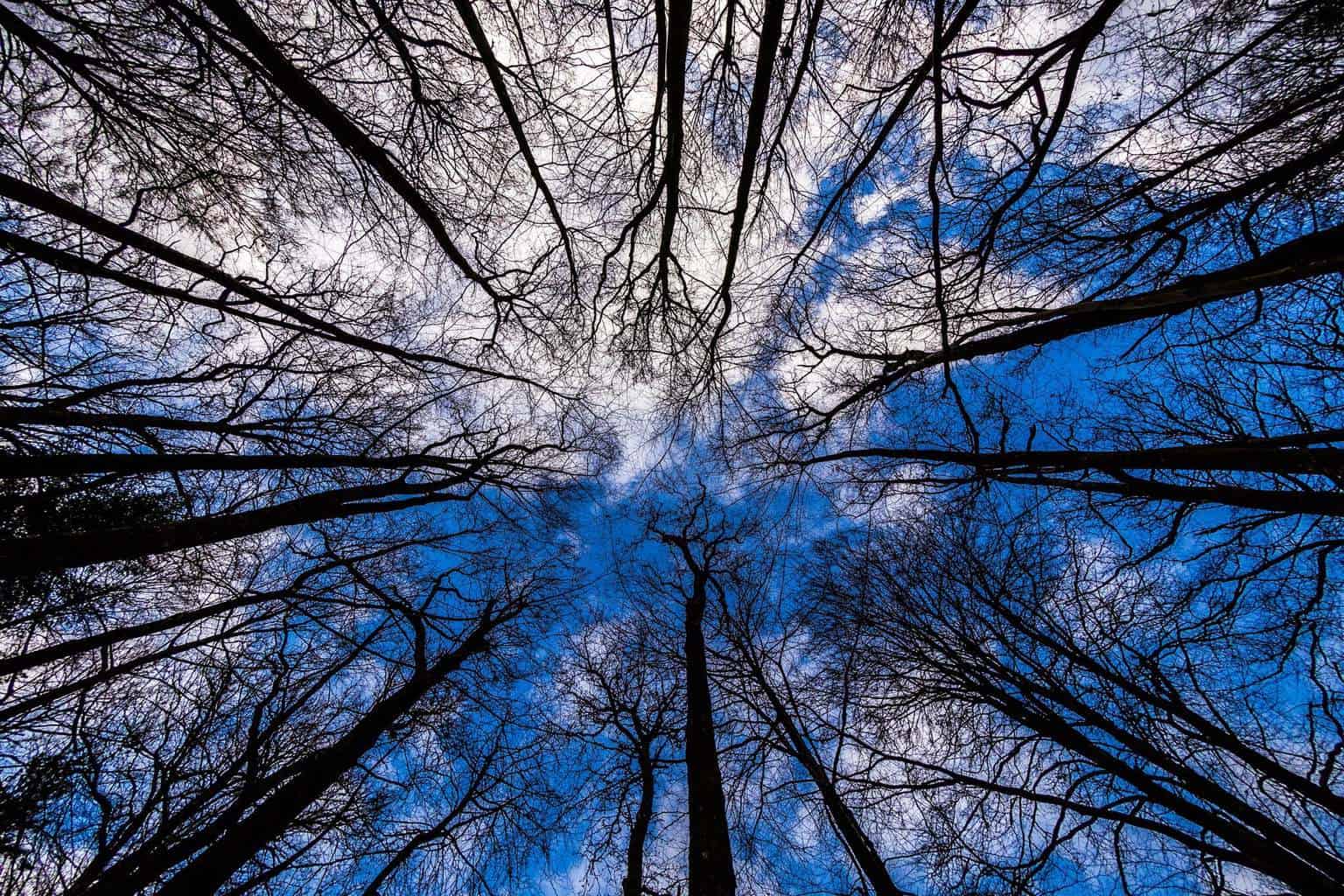  Trees, New Forest, by Hampshire Photographer Rick McEvoy 