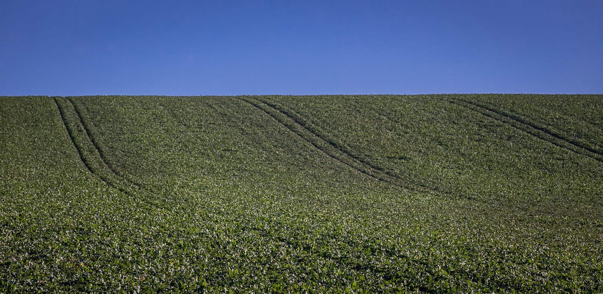  Field near Cranborne by Rick McEvoy Dorset Photographer 