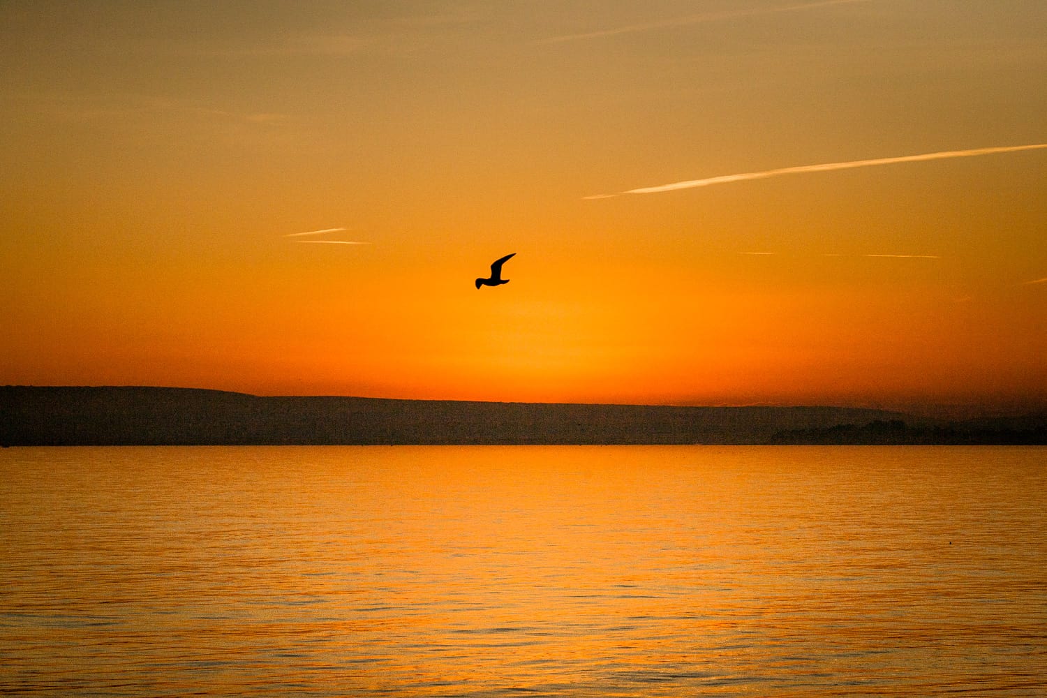  A solitary bird illuminated by the sunset photographed from Bournemouth Beach 