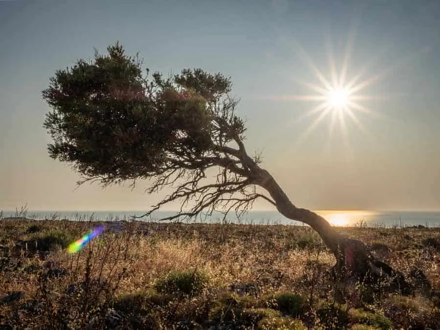 Photo of a windswept tree at sunrise Rhodes Greece photographed using the Olympus OM-D EM5 Mk2. Location for this shot was the top of the cliffs above Navarone Bay