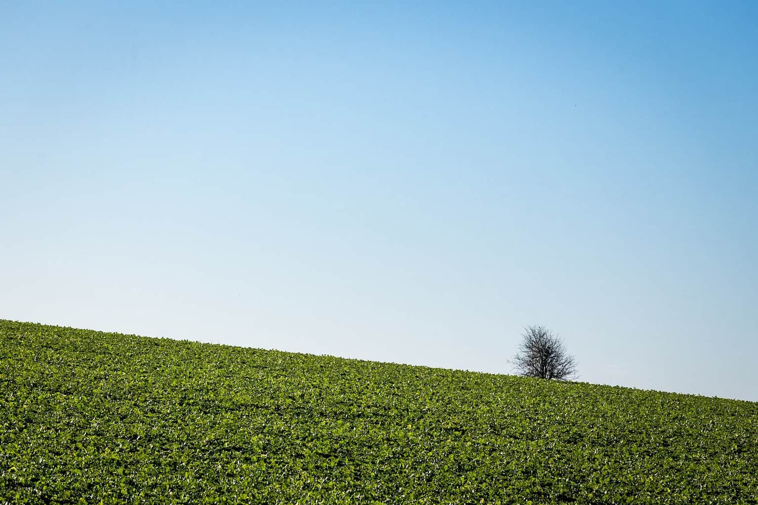  Field in Dorset - the isolation of the tree on the horizon 