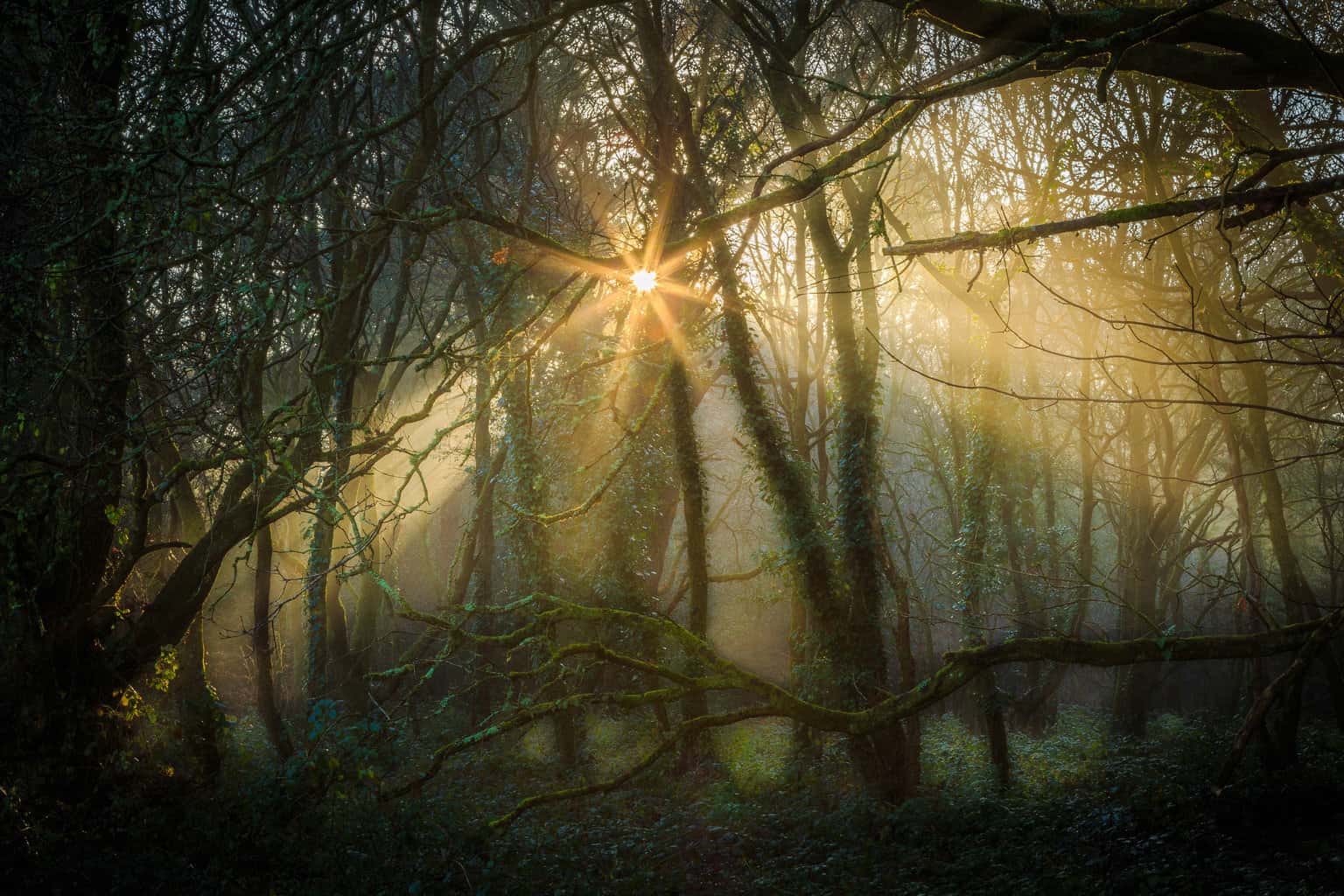  Delph Woods by Rick McEvoy Poole Photographer 