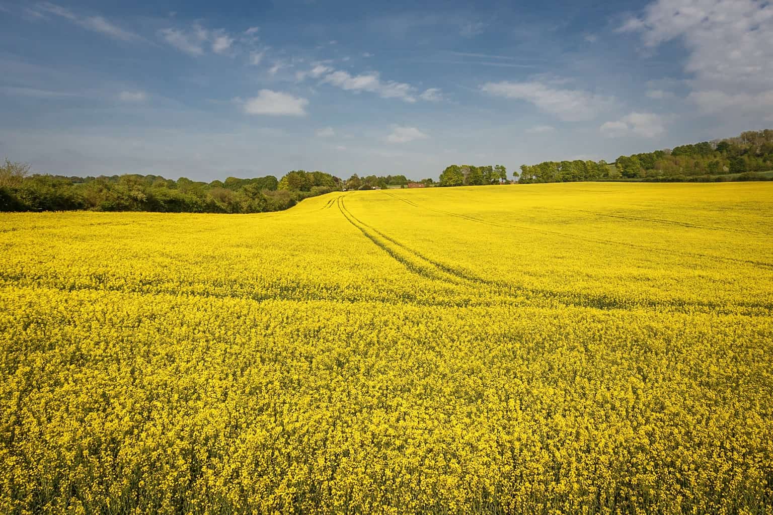 A colourful Wiltshire landscape scene – a bright yellow field under a ...