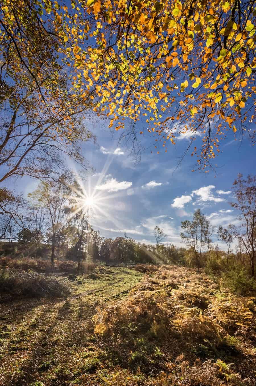  The New Forest by Rick McEvoy Hampshire Photographer 