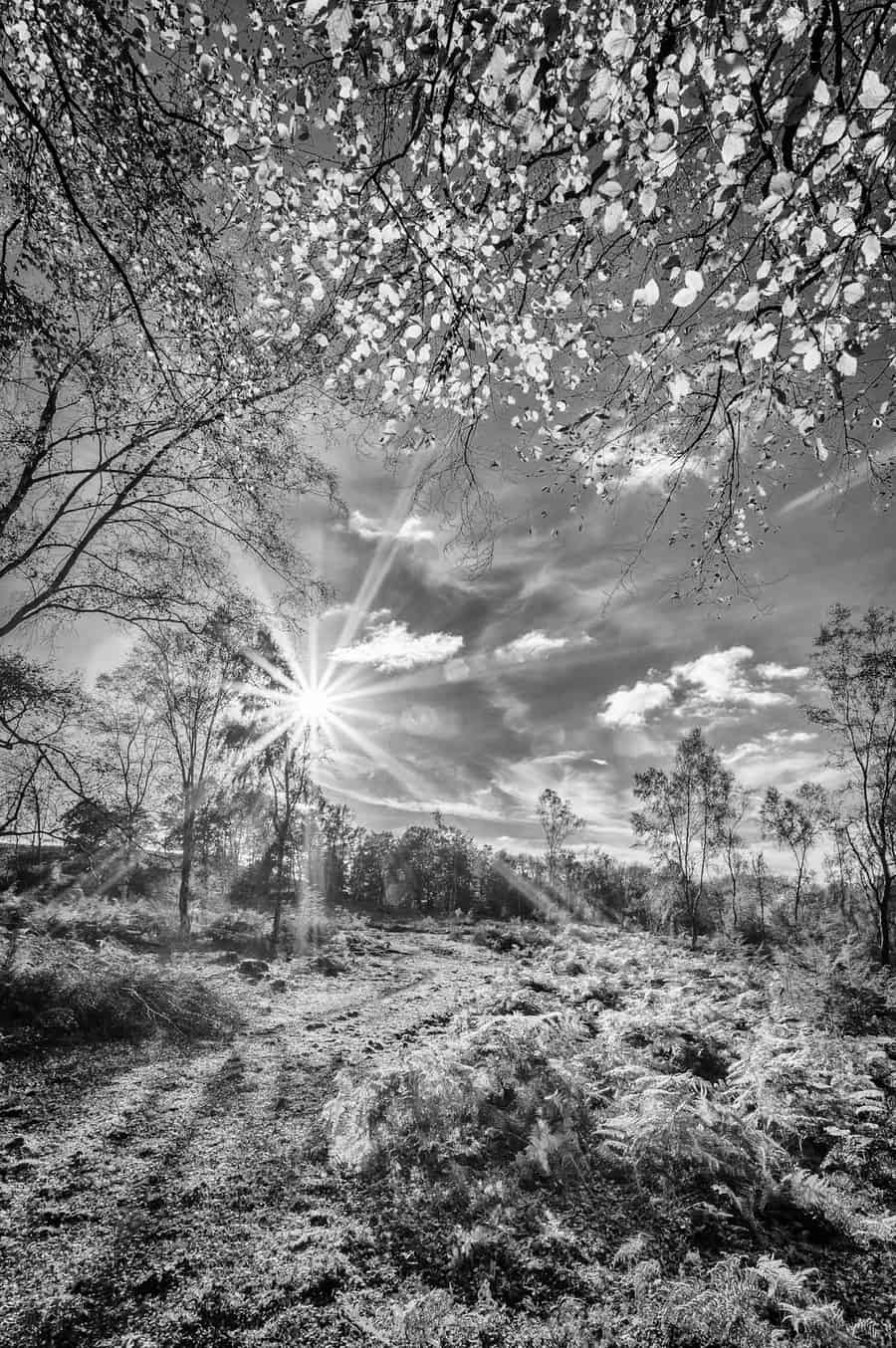  The stunning New Forest - new landscape photography in Hampshire by Rick McEvoy 