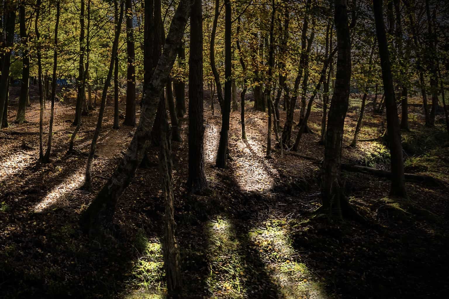  Light in the forest - the final colour version of this picture 