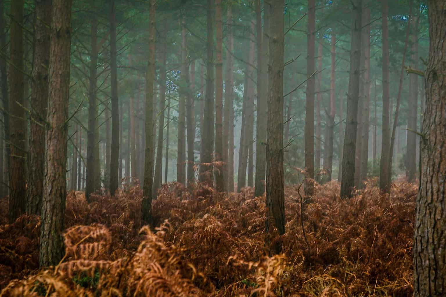  Misty forest scene in Hampshire 