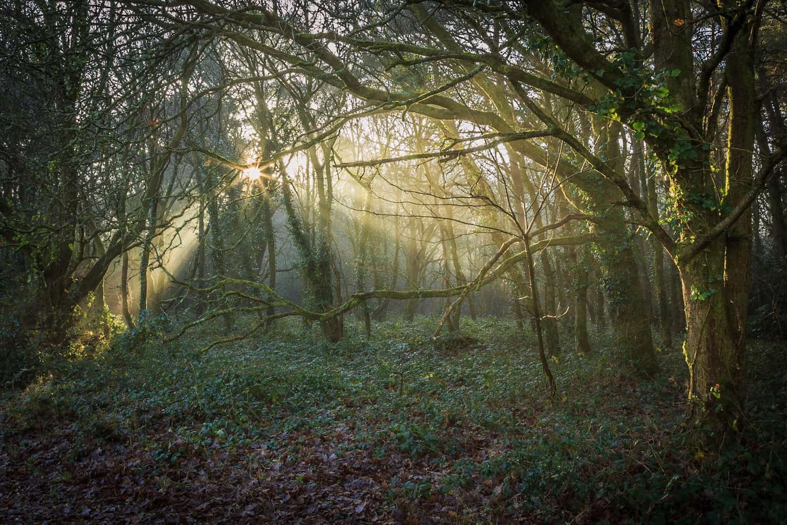  Delph Woods photographed by Rick McEvoy Poole Photographer 