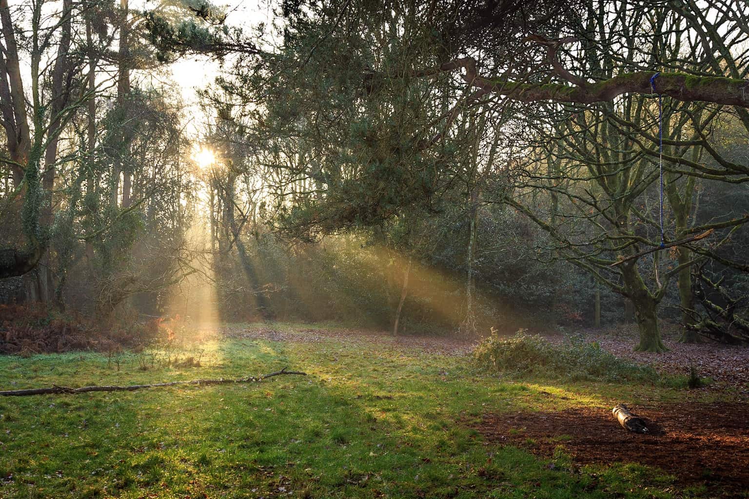  Shafts of sunlight in Delph Woods by Rick McEvoy Poole Photographer 