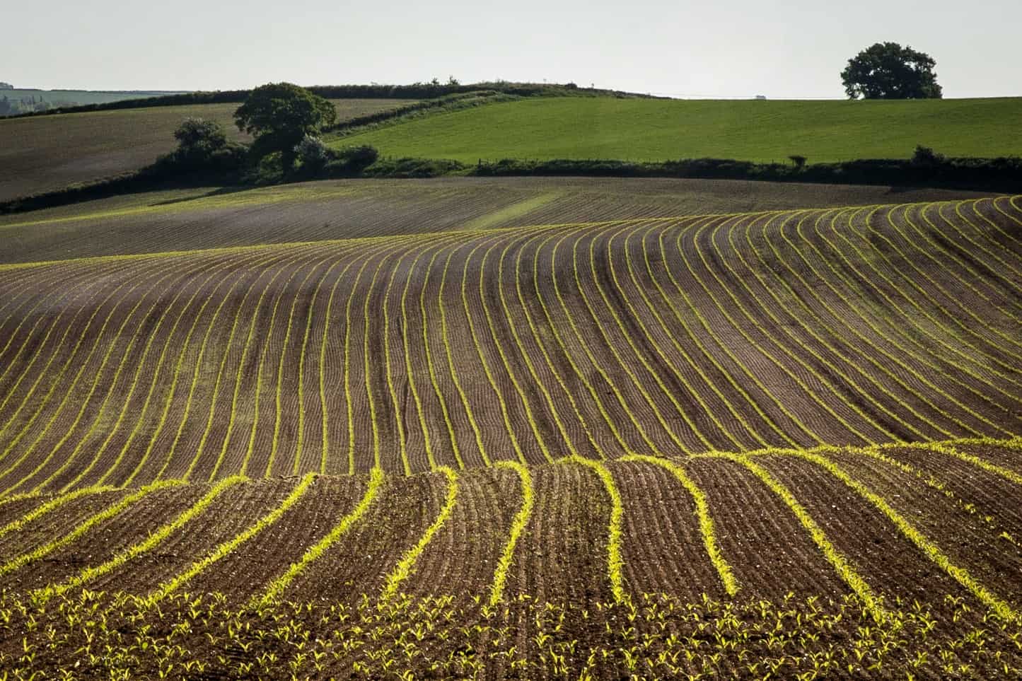  Field by Dorset Photographer Rick McEvoy 