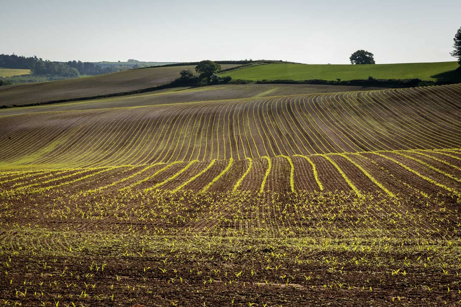  Picture of a field near Dorchester 