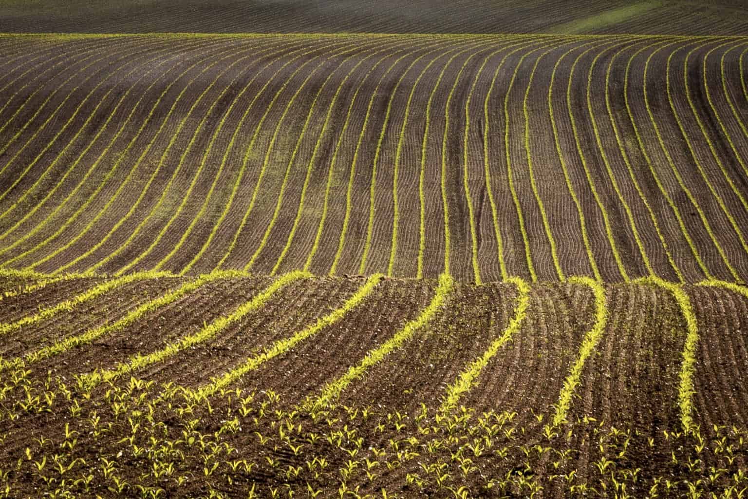  Crop of the picture of a field at sunrise by Rick McEvoy - landscape photography in Dorset 