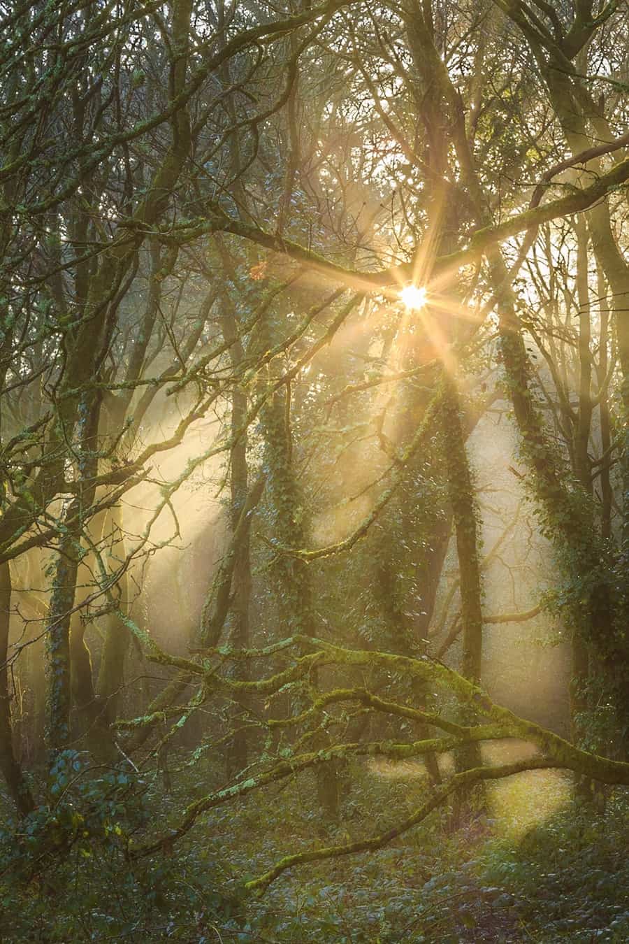  Mysterious woods by Rick McEvoy Dorset Photographer 