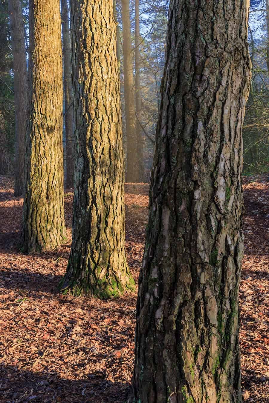  Three trees in Poole 