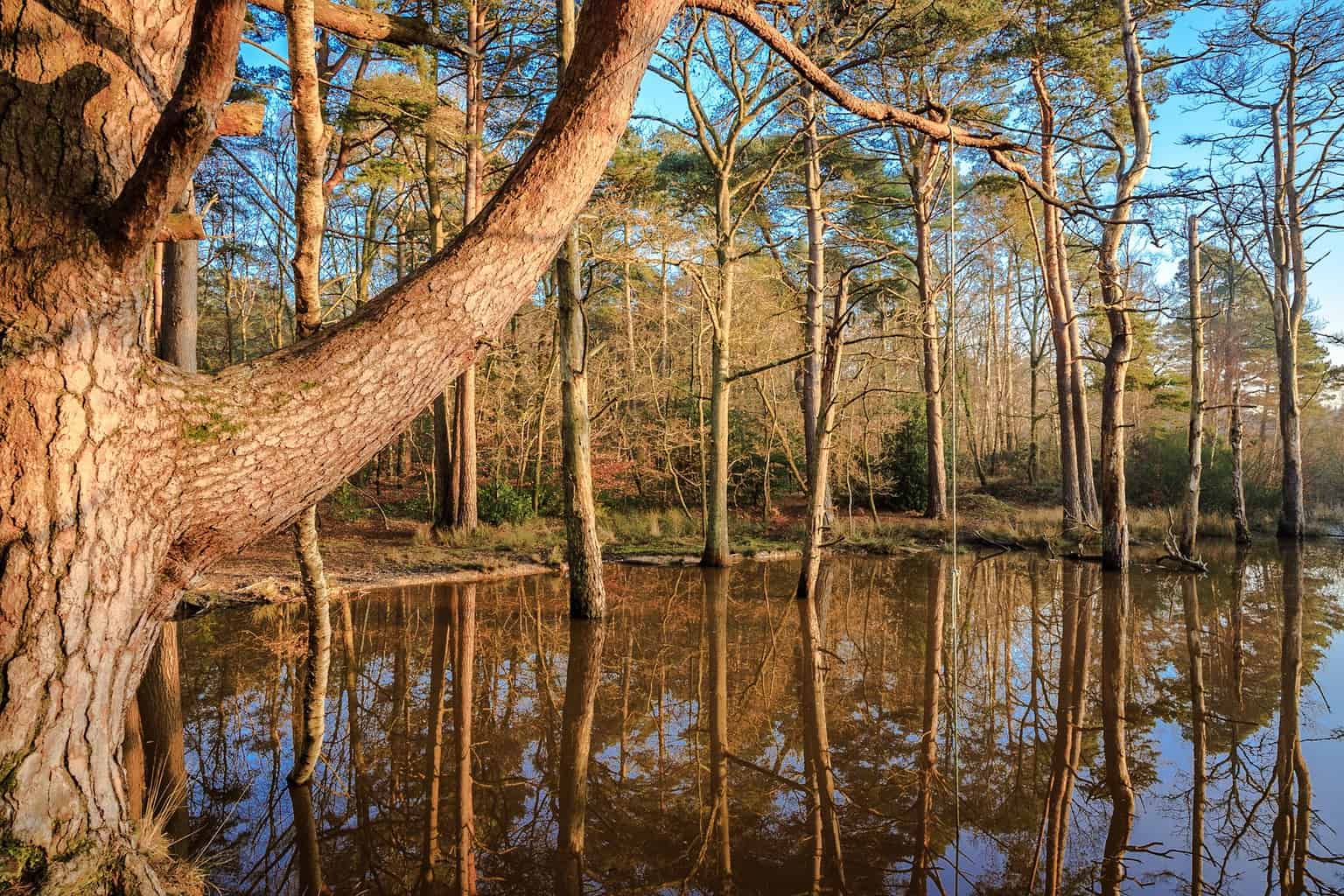  Delph Woods by Rick McEvoy- landscape photographer in Dorset 