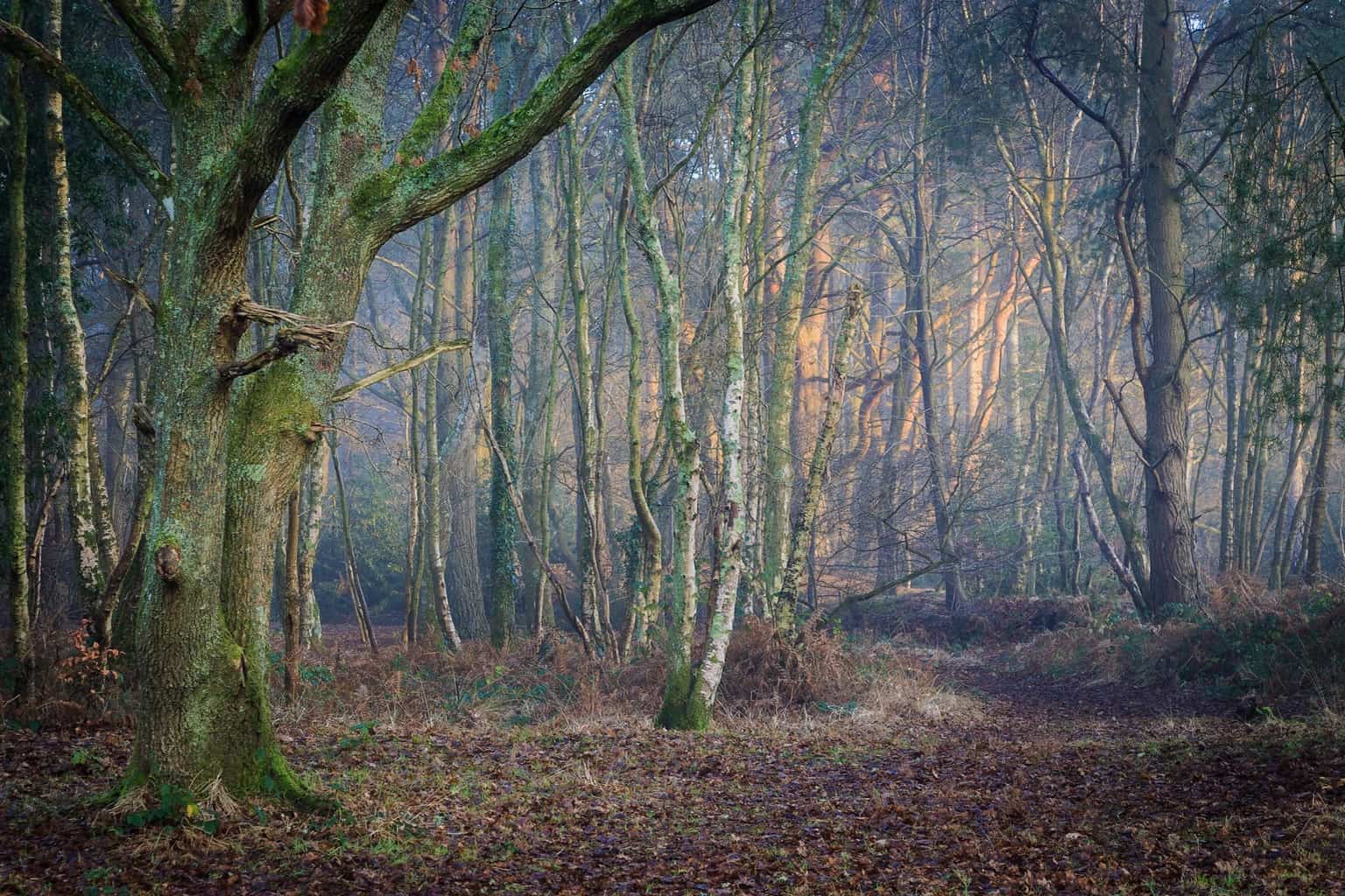  Fine art landscape photography in Dorset 