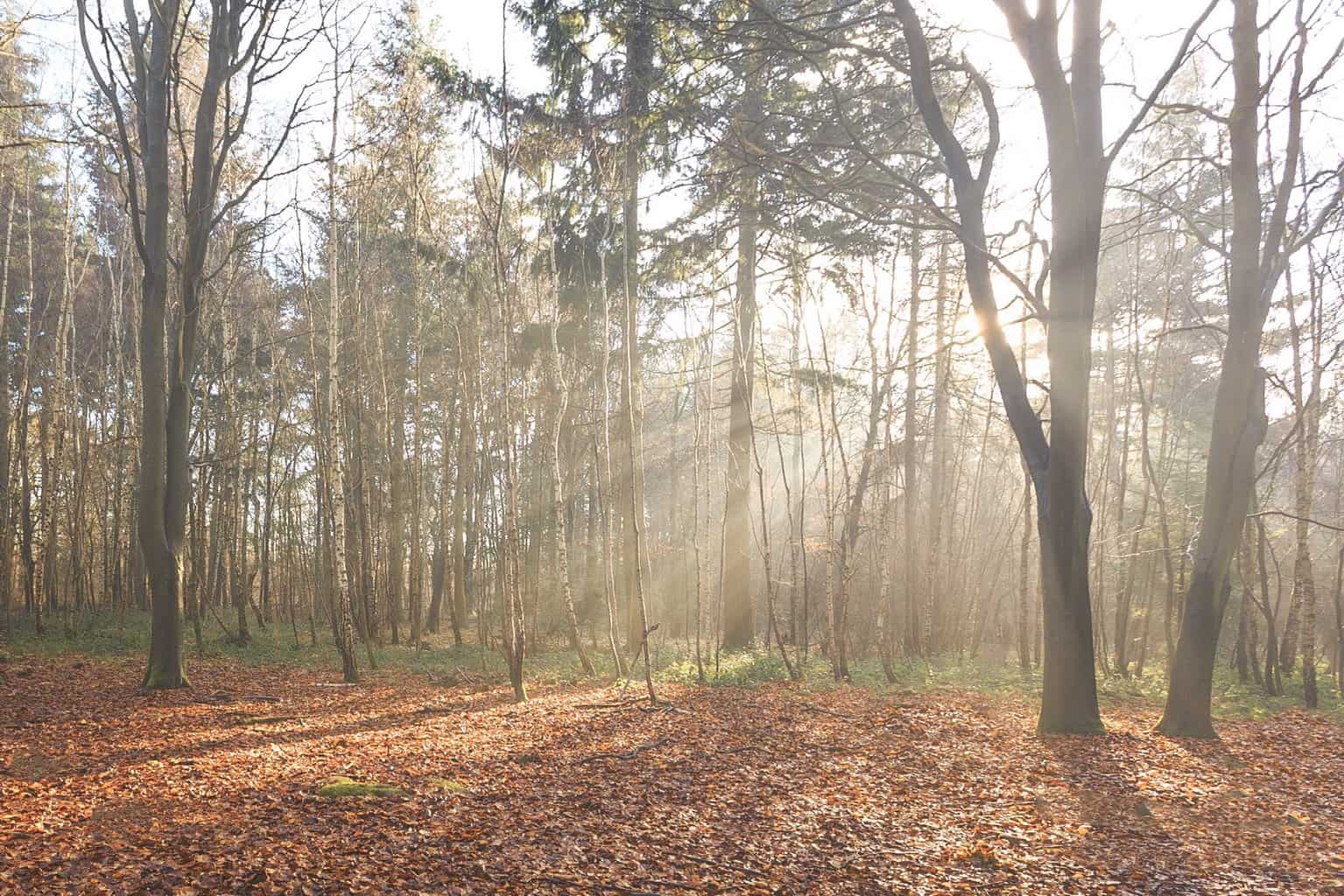  The woods at The Vyne, the wonderful National Trust site in Hampshire 