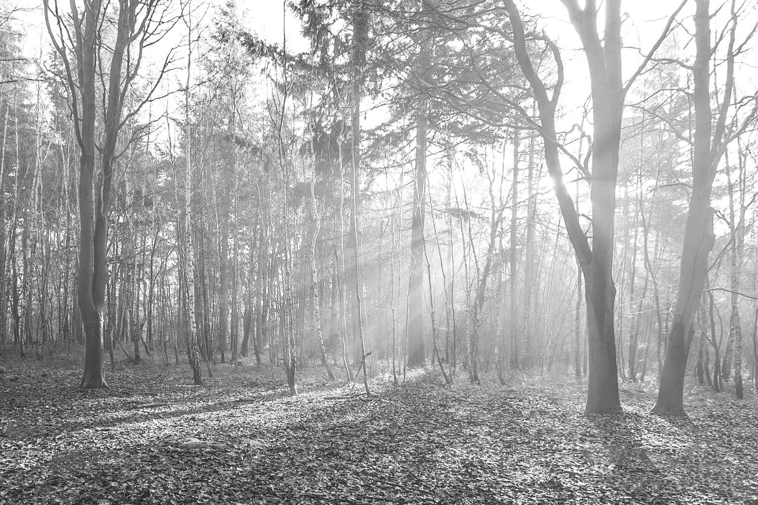  Black and white picture of Misty sunshine at The Vyne by Rick McEvoy Hampshire Photographer 