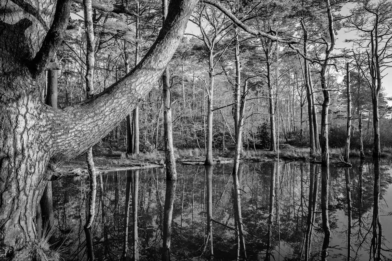  Delph Woods, Poole - black and white landscpe photography in Dorset 