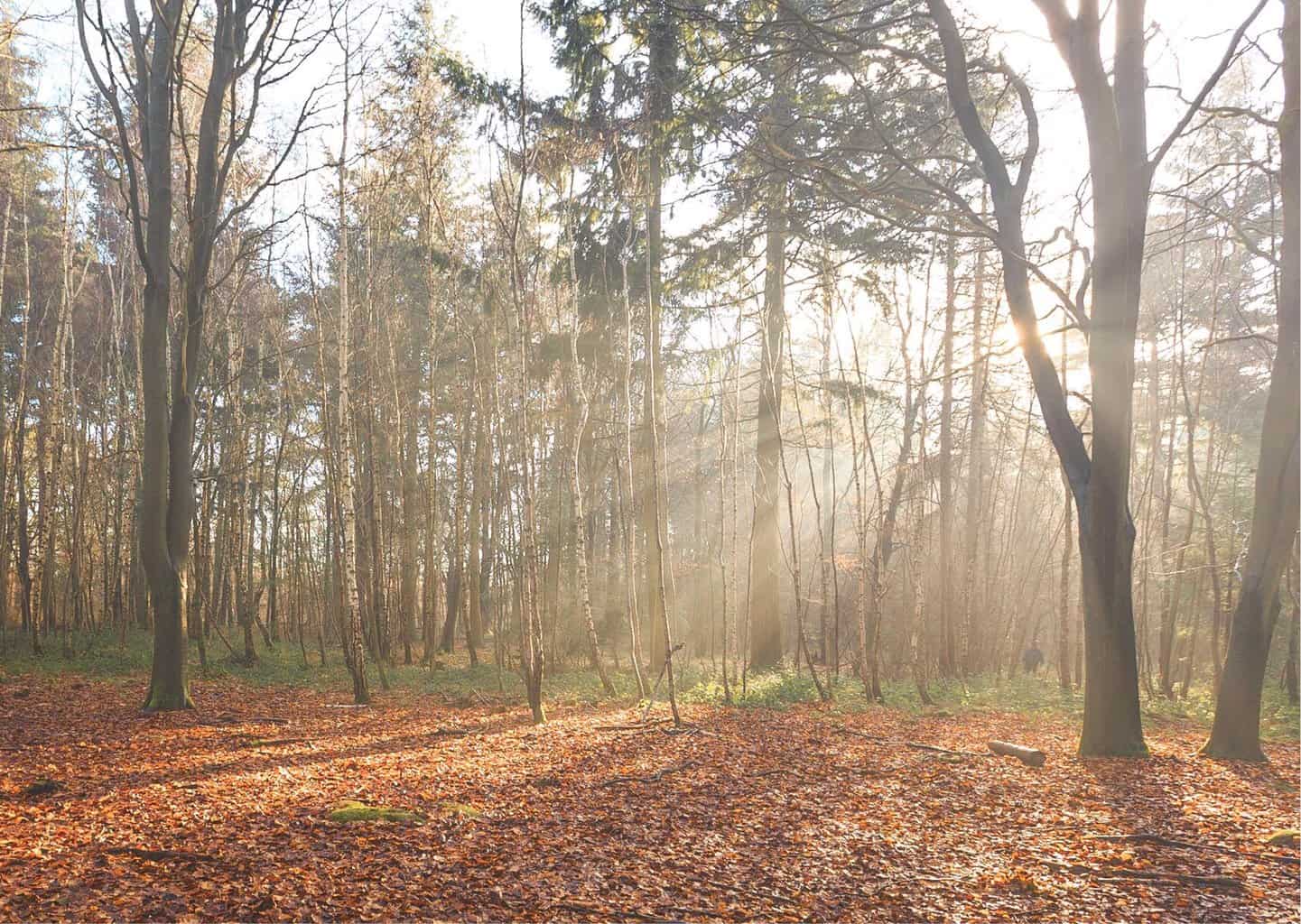  The Vyne, Hampshire - spectacular woods and stunning sunlight 