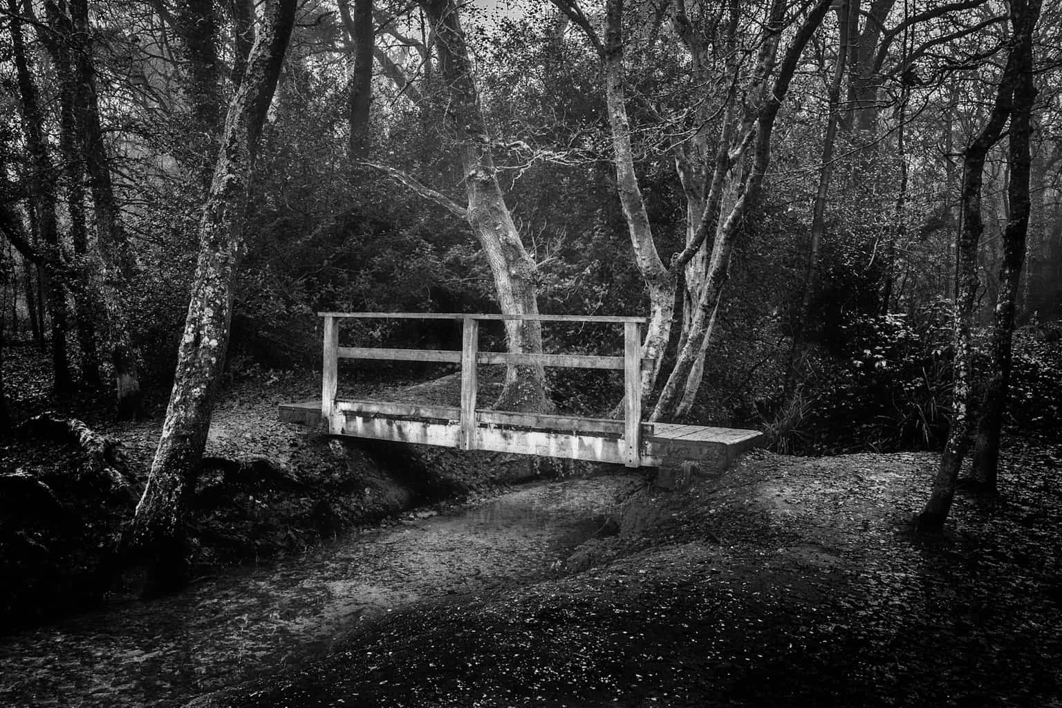  The footbridge in the woods. Delph Woods. Poole. Dorset.  
