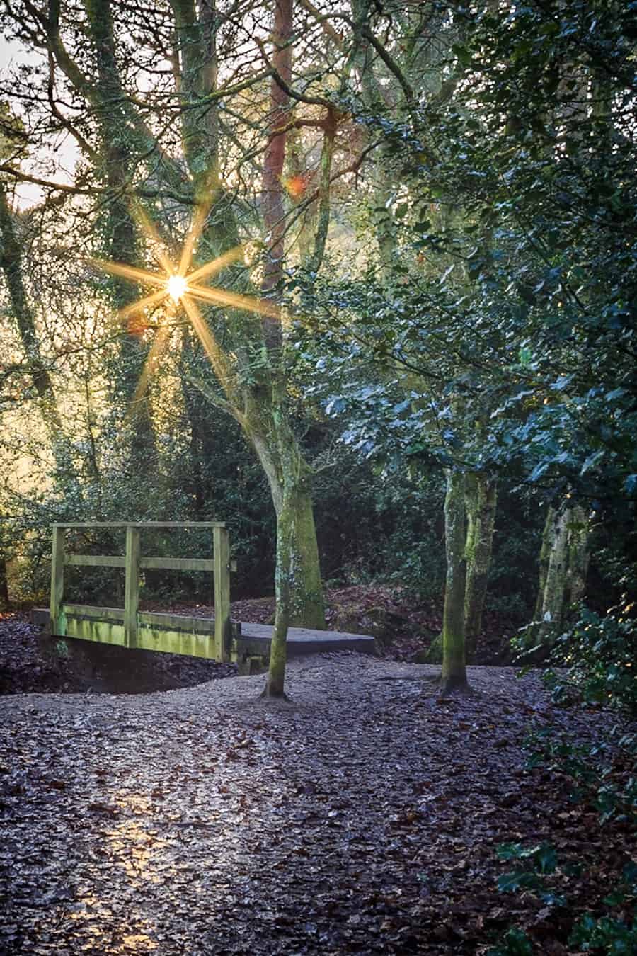  Footbridge in the woods illuminated by the sunshine 