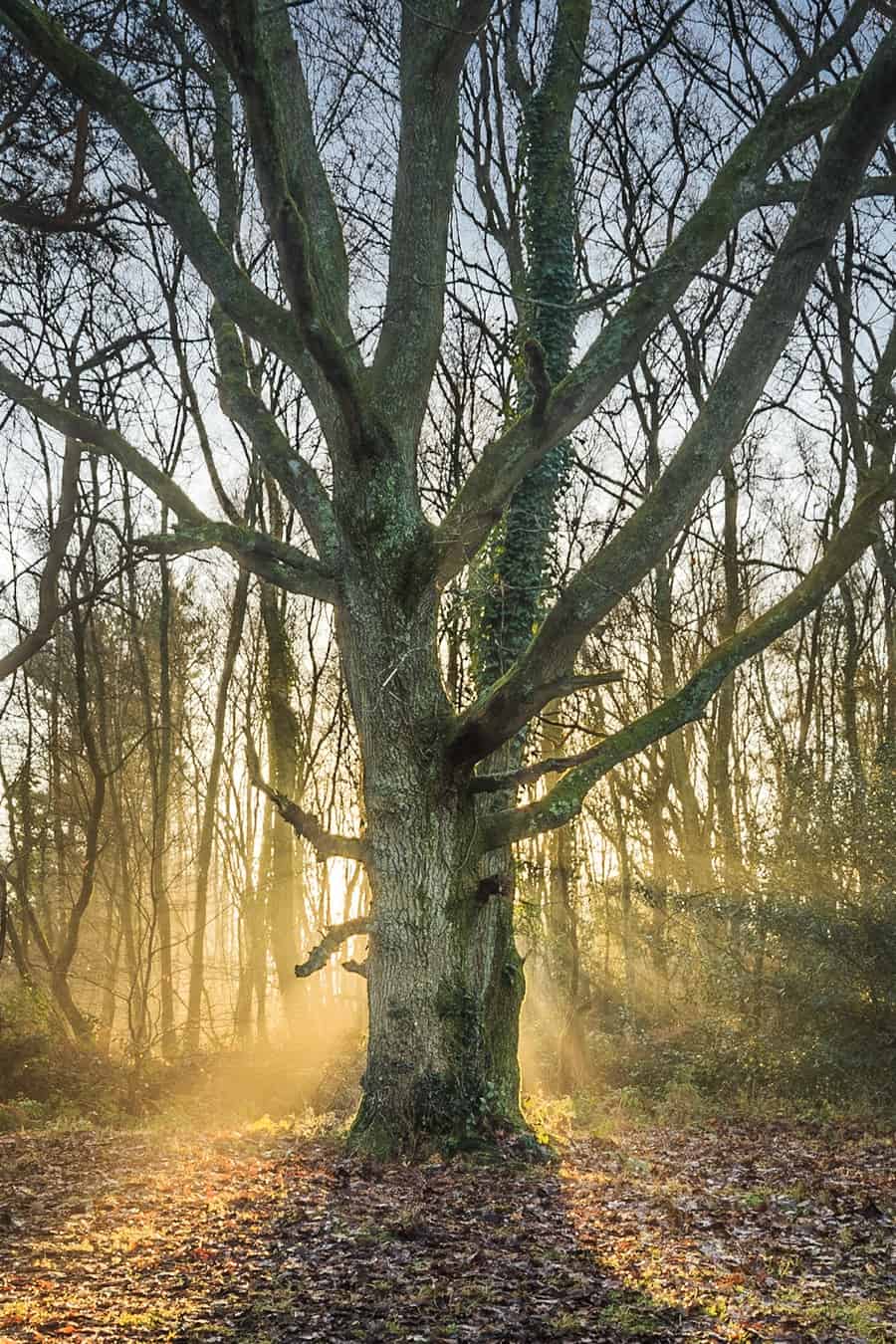  The crop of the picture of the tree 