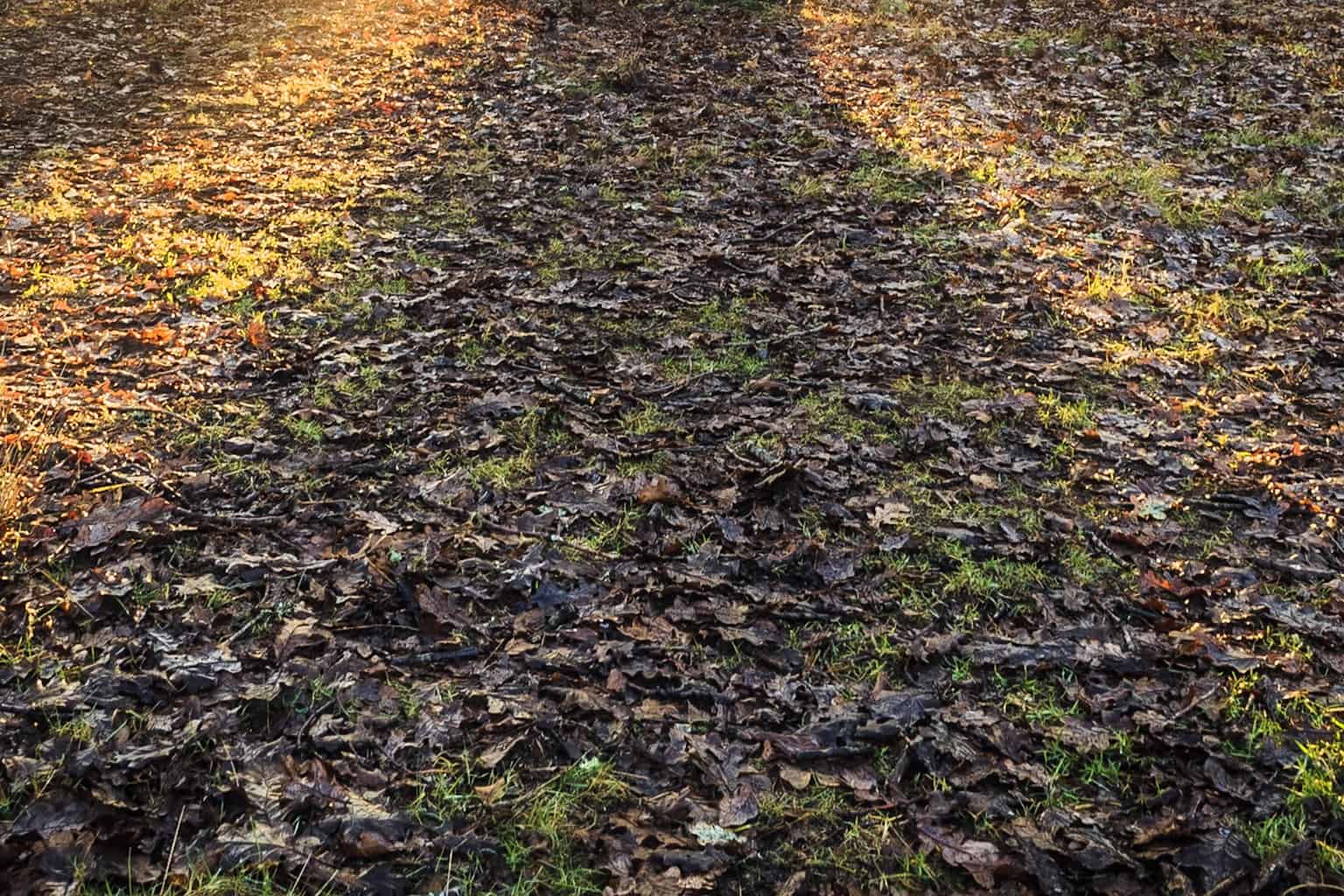  Leaves on the ground 