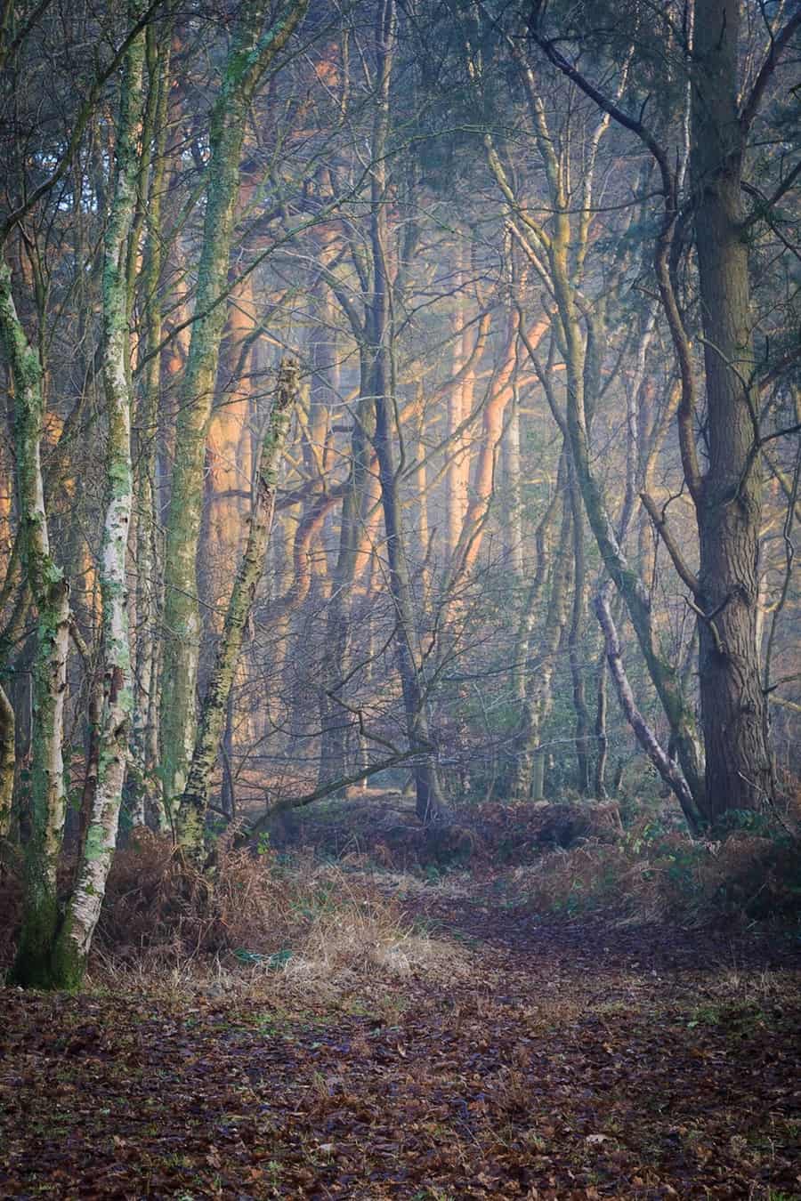  Dramatic moody lighting in the woods - landscape photography in Dorset by Rick McEvoy 