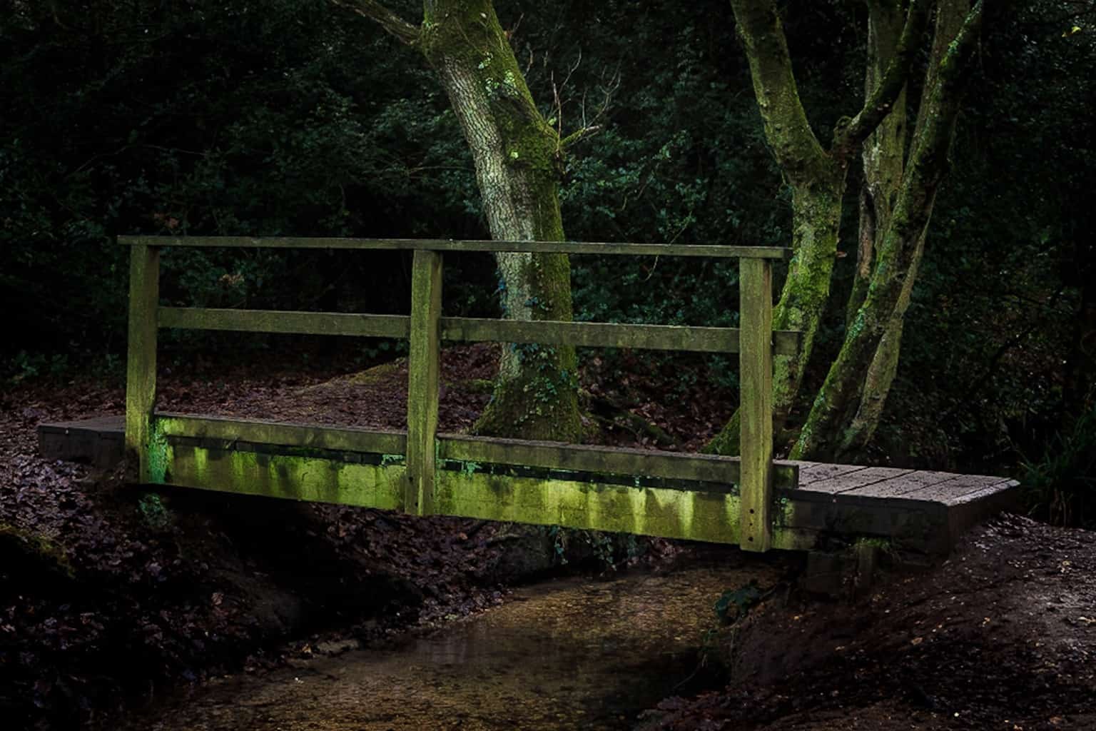  The crop of the picture of the footbridge in the woods in Dorset   