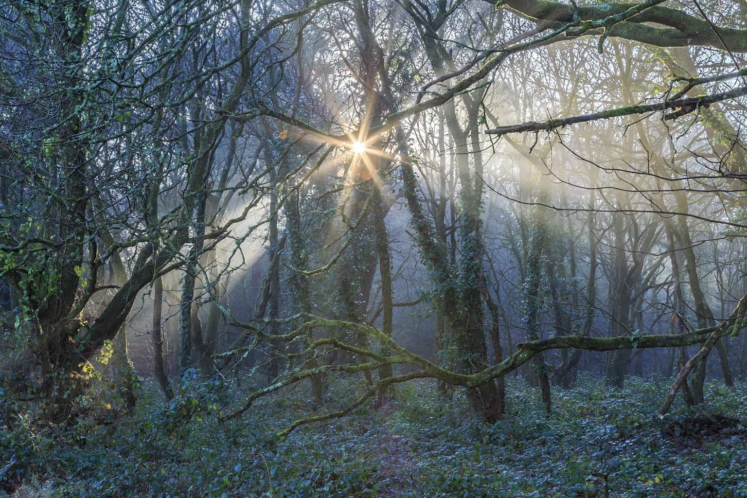  The original composition of the picture of the sun in the woods in Poole. 