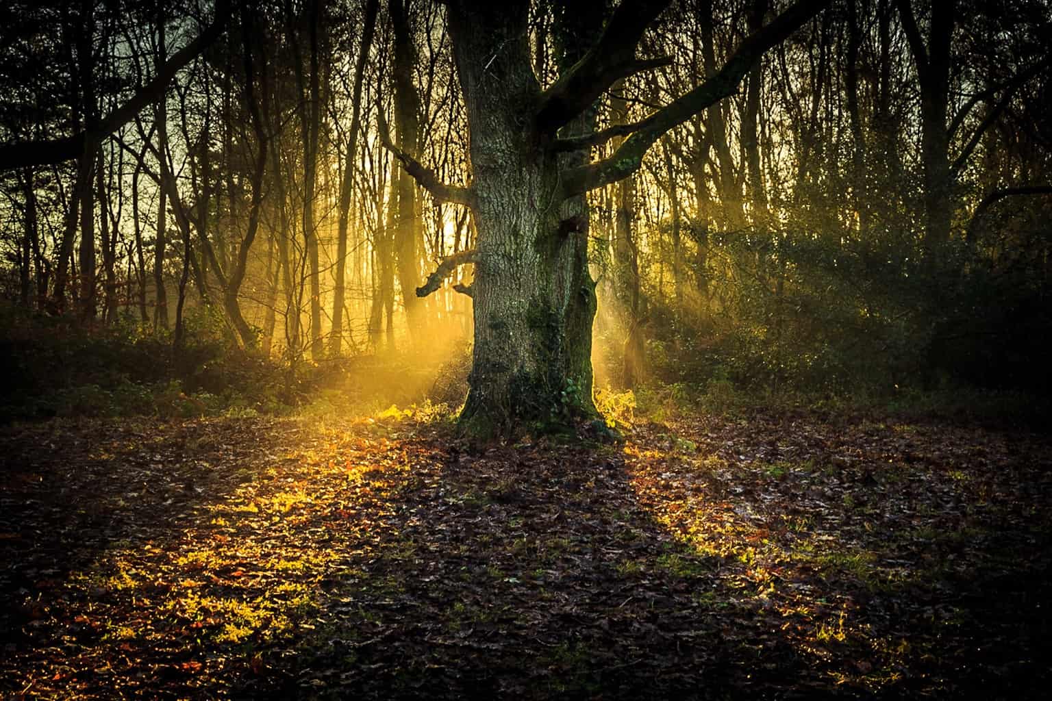  The dramatic picture of the tree with the sunshine 