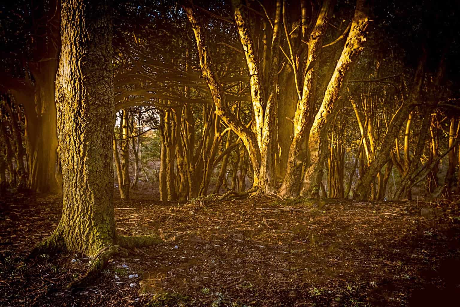  Golden sunlight in the New Forest by Rick McEvoy Hampshire Photographer   