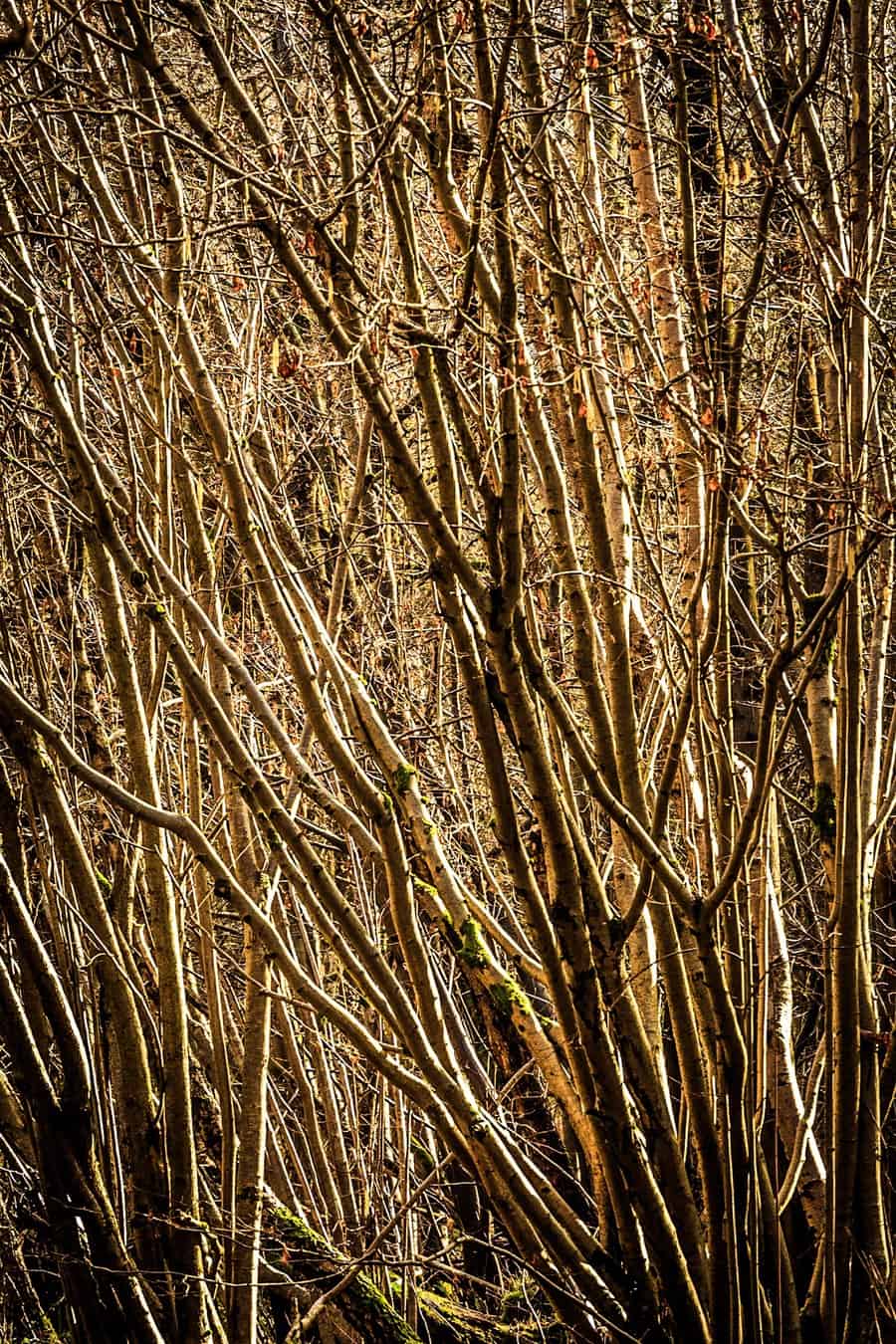  Trees at The Vyne in Hampshire 