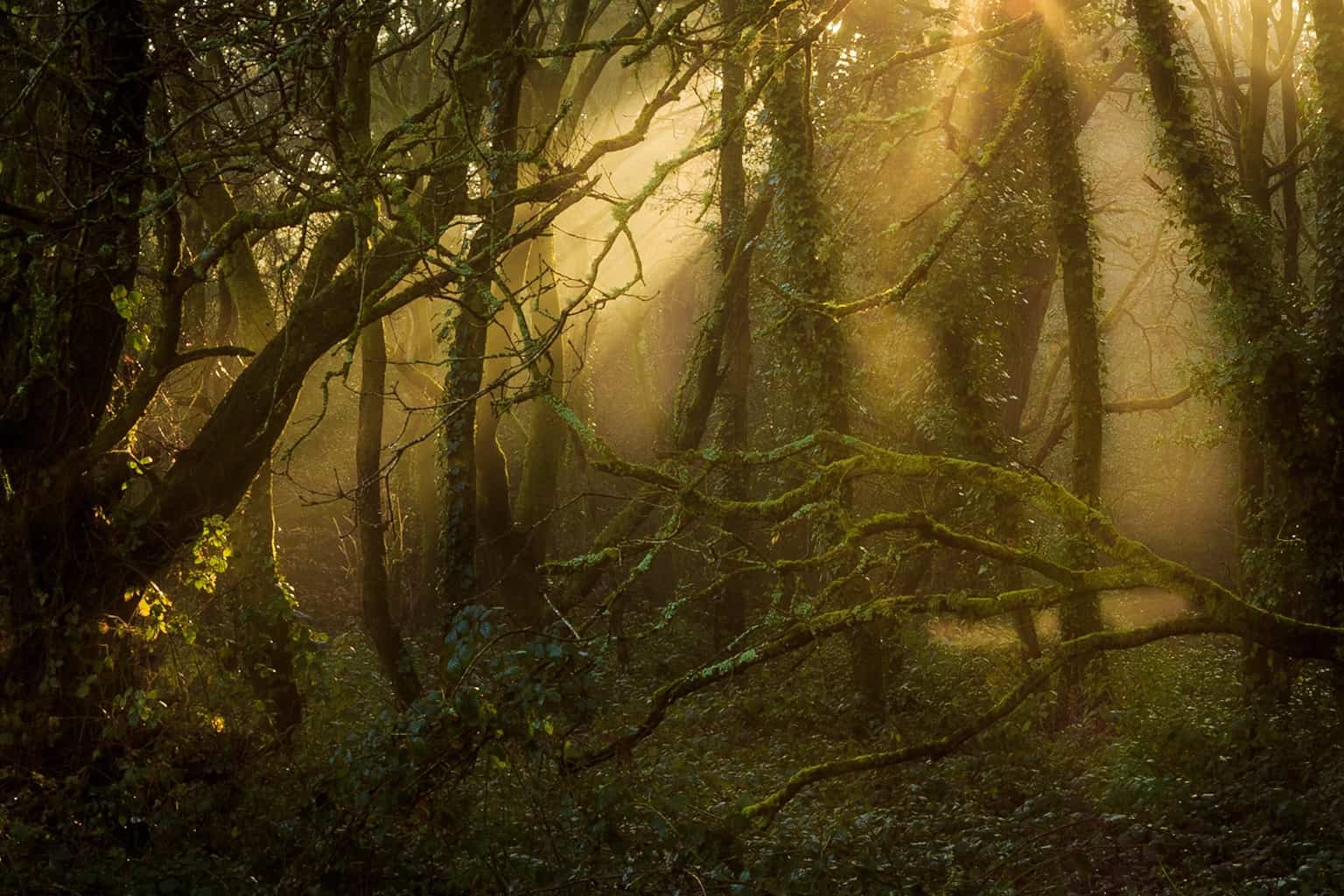  Picture of mysterious woods in Poole by Rick McEvoy 