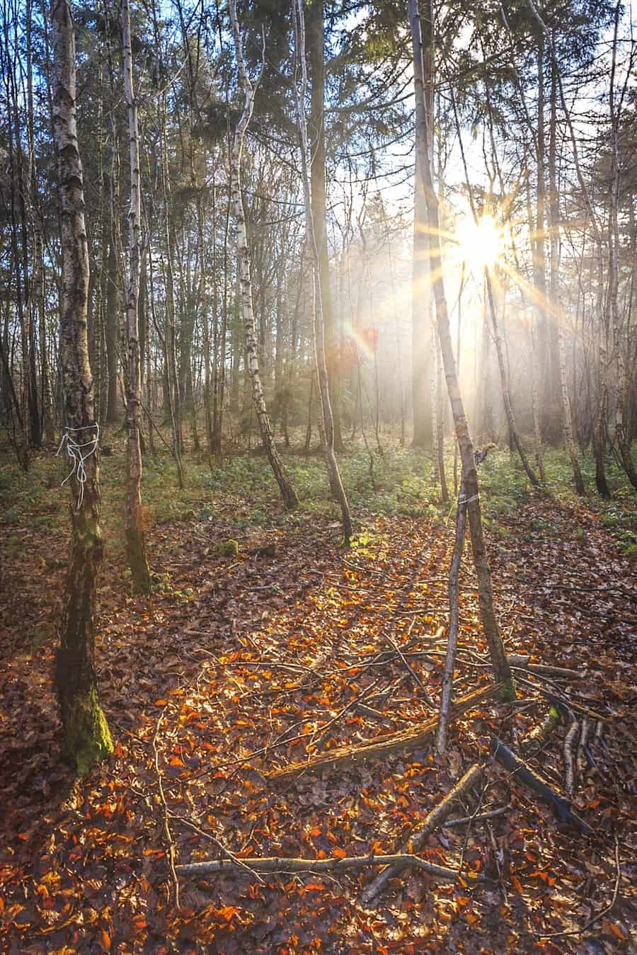  Sunshine in the woods at The Vyne 