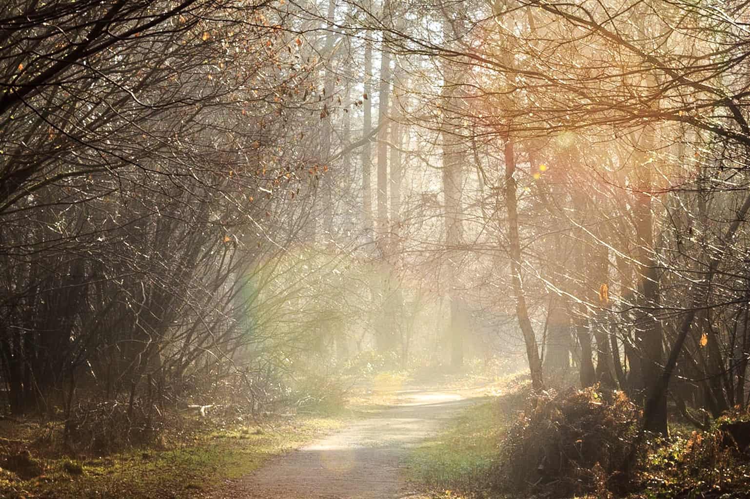  Misty sunshine at The Vyne by landscape photographer Rick McEvoy 