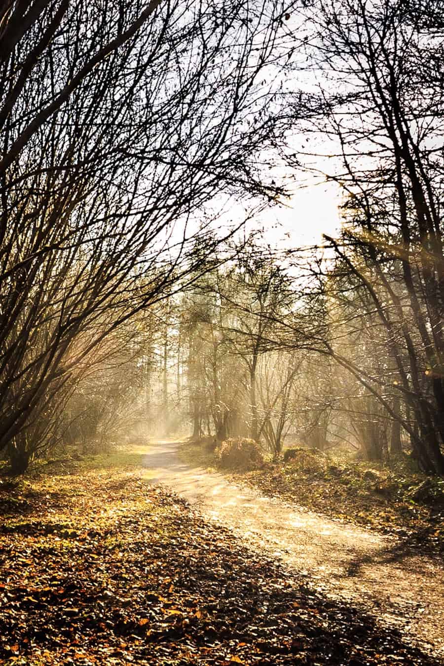  Misty path by Rick McEvoy landscape photographer in Hampshire   