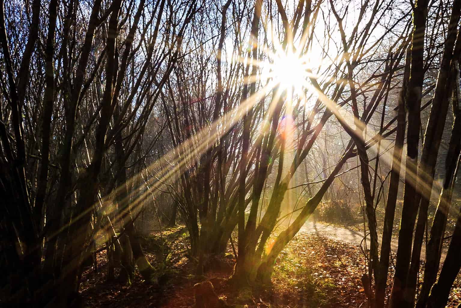  Sunshine at The Vyne by Rick McEvoy landscape photographer in Hampshire 