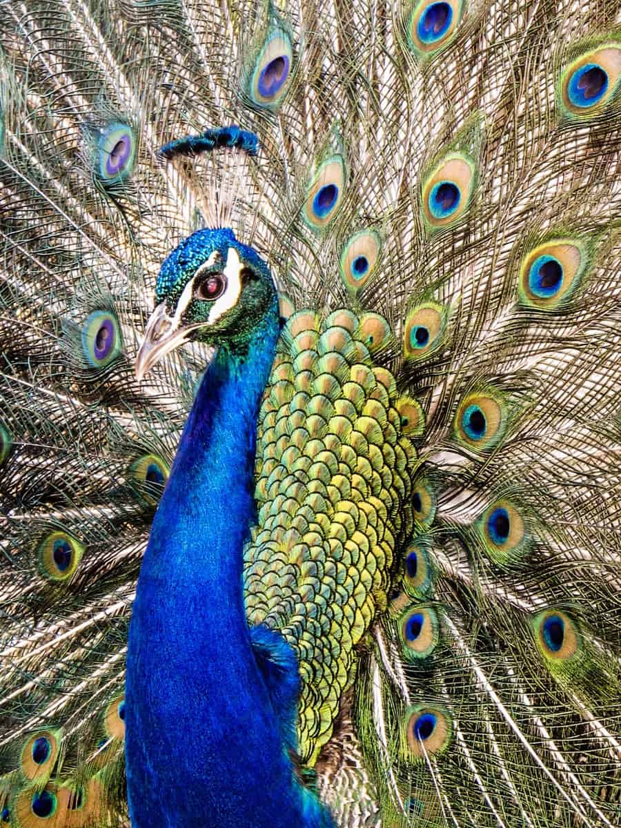  Peacock on Brownsea Island by Poole Photographer Rick McEvoy    