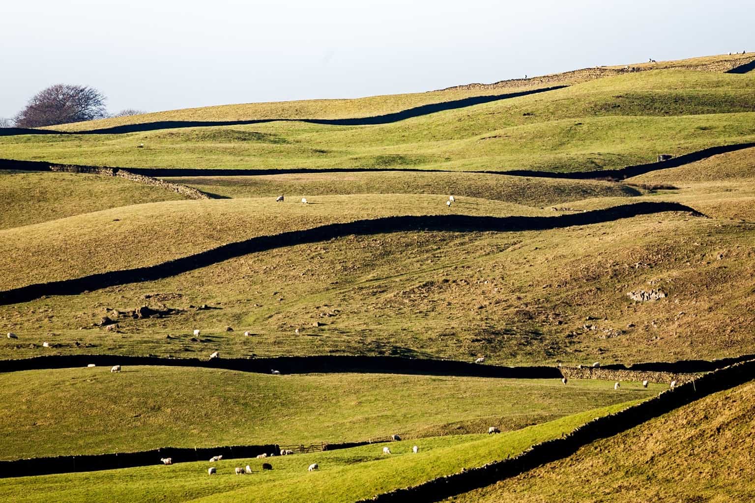  Lake District field by Rick McEvoy landscape photographer 