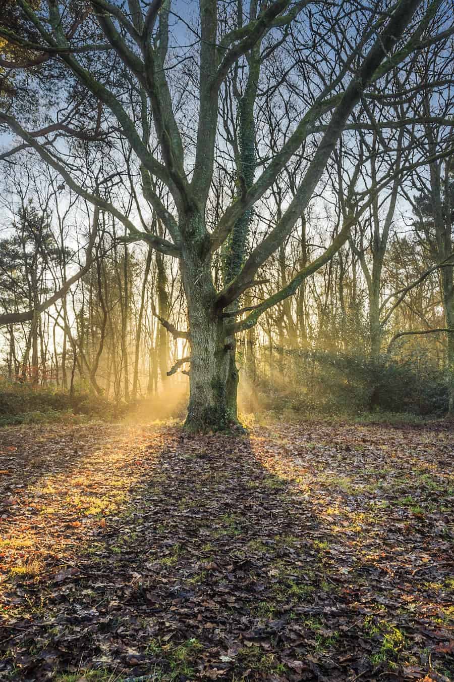  The original crop of the picture of the tree in Delp Woods 