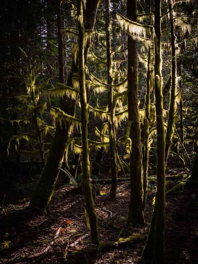  Stunning Light In The Forest 