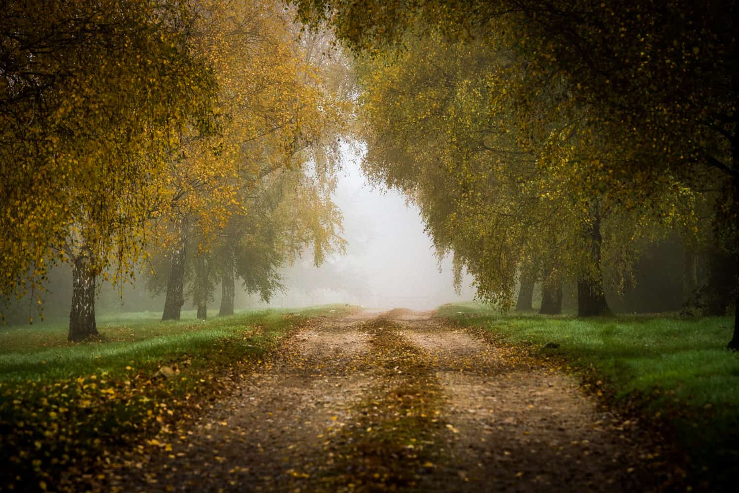  Misty Road, Hampshire - Hampshire photographs by Rick McEvoy 