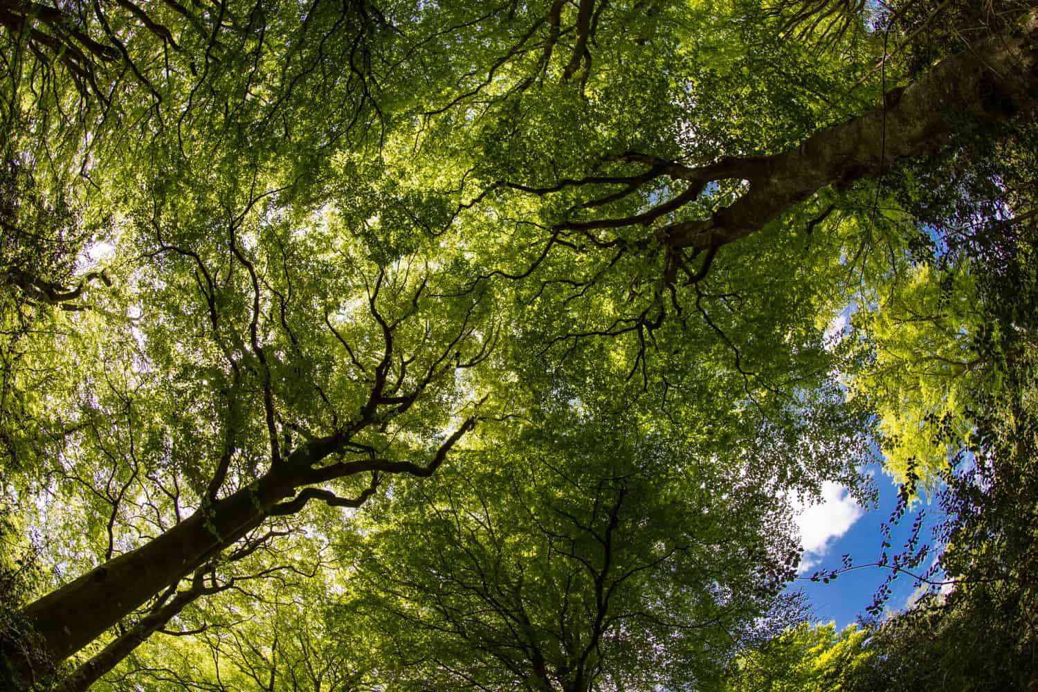  Looking up in the summer - more new photography in Hampshire 